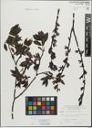 Foto von Salix mielichhoferi Saut.